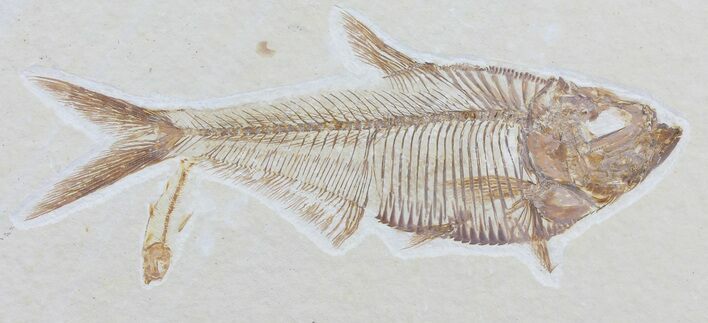 Diplomystus & Knightia Fossil Fish - Wyoming #79857